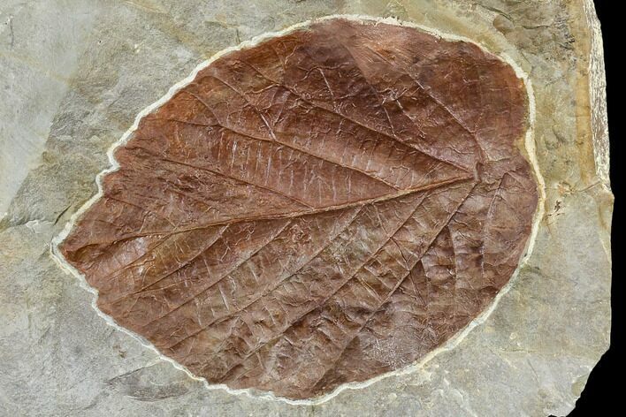 Fossil Leaf (Beringiaphyllum) - Montana #113215